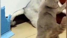 Funny Cats and Cute Cats. Cat is Funny