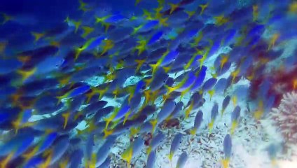 These Are 10 Rarest Animals on this Planet