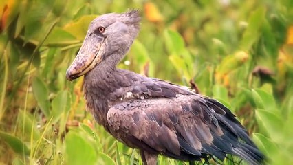 These Are 10 Most Terrifyingly Huge Birds