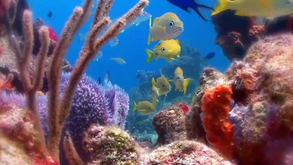 Top 10 Supreme Animals in the Food Chain