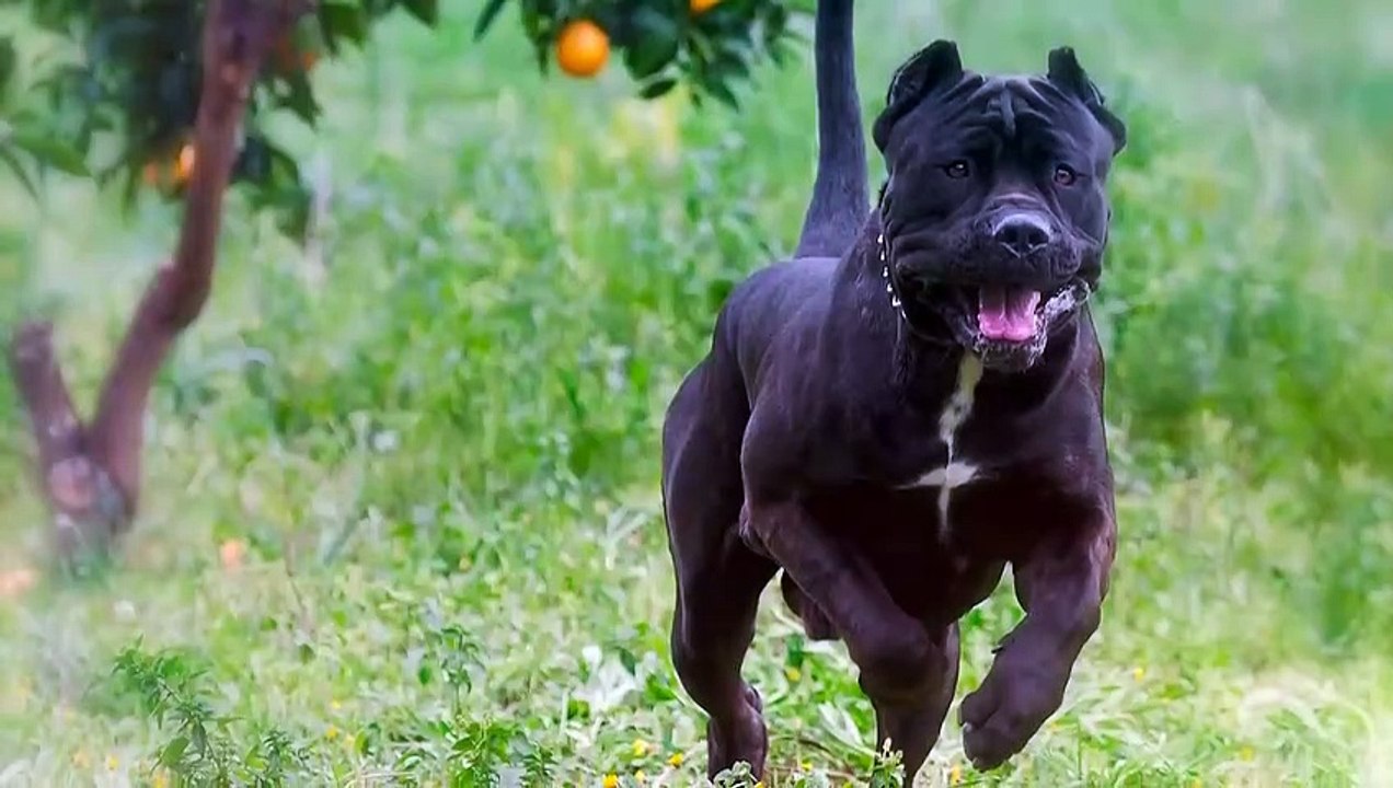 These Are 10 Dog Breeds that can Defeat Wolves video Dailymotion