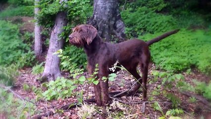 These Are 10 Ultimate Pointing Dog Breeds