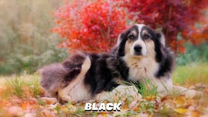 These Are 10 Coolest Tricolor Dog Breeds