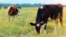 These Are 10 Most Exceptional Cattle Breeds