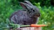 These Are 10 Most Fascinating Facts About Rabbits