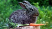 These Are 10 Most Fascinating Facts About Rabbits