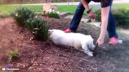 These Are 10 Ultimate Cold Weather Dog Breeds