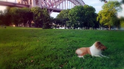 These Are 10 Best Dogs to Survive an Apocalypse