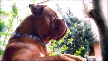 These Are 10 Most Wrinkled Dog Breeds Ever