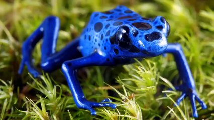 These Are 10 Most Dangerous Amazonian Animals