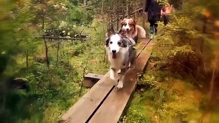 THE 10 BEST DOG BREEDS FOR HIKING