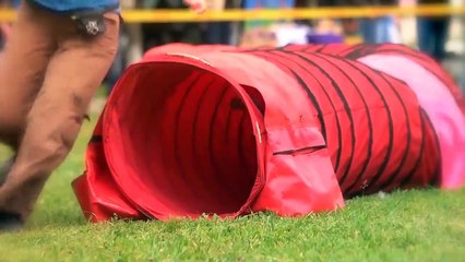 The 10 Fastest Dog Breeds On This Planet