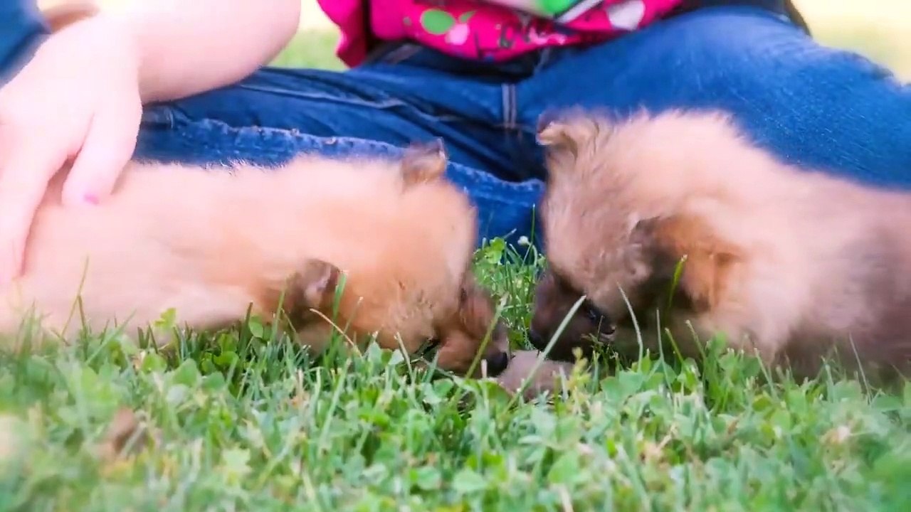 These Are 10 Most Expensive Dog Breeds
