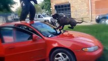 These 10 Dogs Are The Most Dangerous