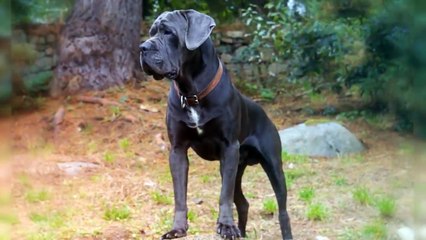 THE 10 ITALIAN DOG BREEDS