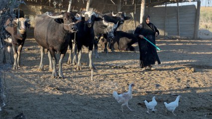 Download Video: أزمة الجفاف في العراق.. إلى متى يستمر نزوح الأهالي عن ديارهم وأراضيهم؟