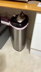 This Cat Might Need a Bath