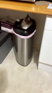 This Cat Might Need a Bath