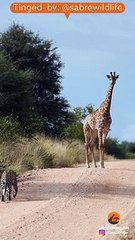 Leopard Bumps Into Giraffe On The Road