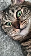 Cat Had Too Much Catnip