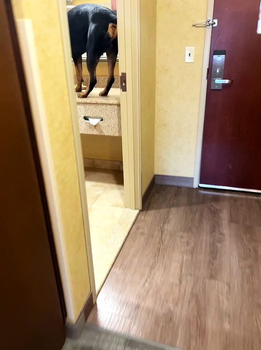 Dog Checks Himself in the Mirror