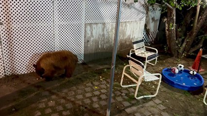 Mama Bear and Cubs Say Hello