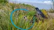 Aussie raven faces off against eastern brown snake in Stockton, NSW  | October 11, 2022 | ACM