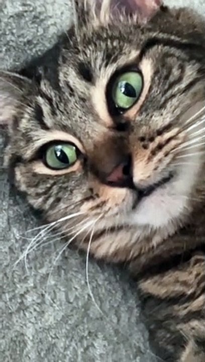 Cat Had Too Much Catnip