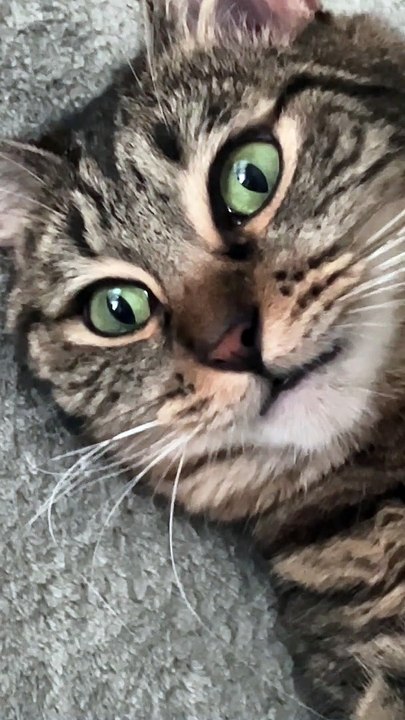 Cat Had Too Much Catnip