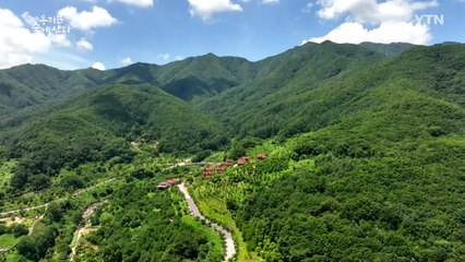 [YTN 특집] 우리는 숲에 산다 / YTN