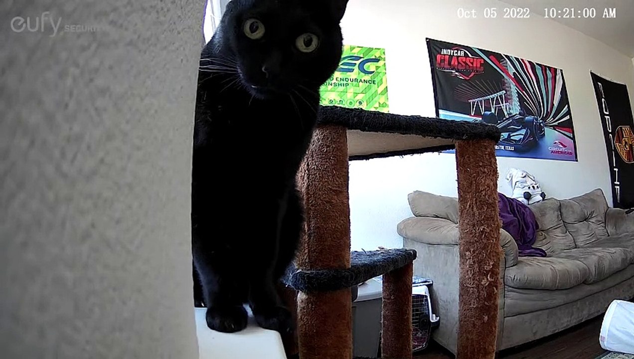 Cat Knocks Over Security Camera