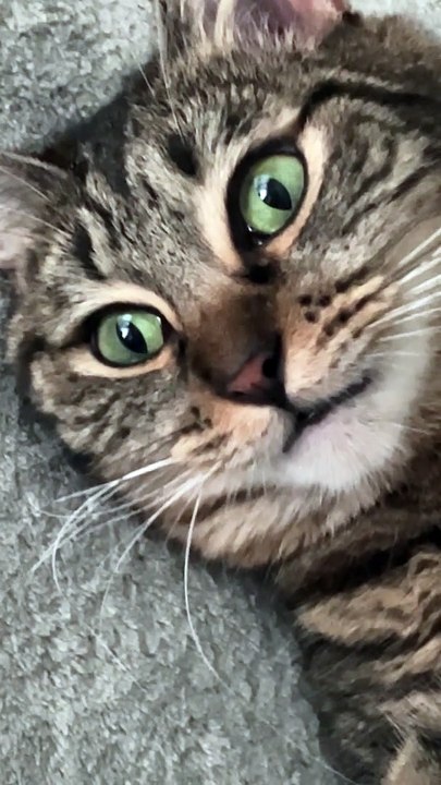 Cat Had Too Much Catnip