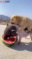 Piglet carries a puppy and eats watermelon