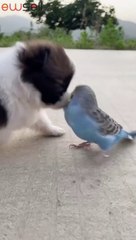 puppy carrying a beautiful parrot