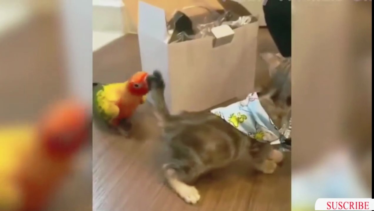 FUNNEY CAT VIDEO DONT MIS