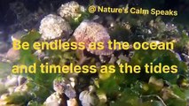 Soothing ,Relaxation Music,ocean life,ocean music,ocean relaxing music,quotes,#nature's calm speaks
