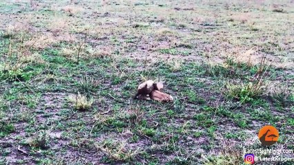 Intense Battle Between Newborn Cheetah and Newborn Buck