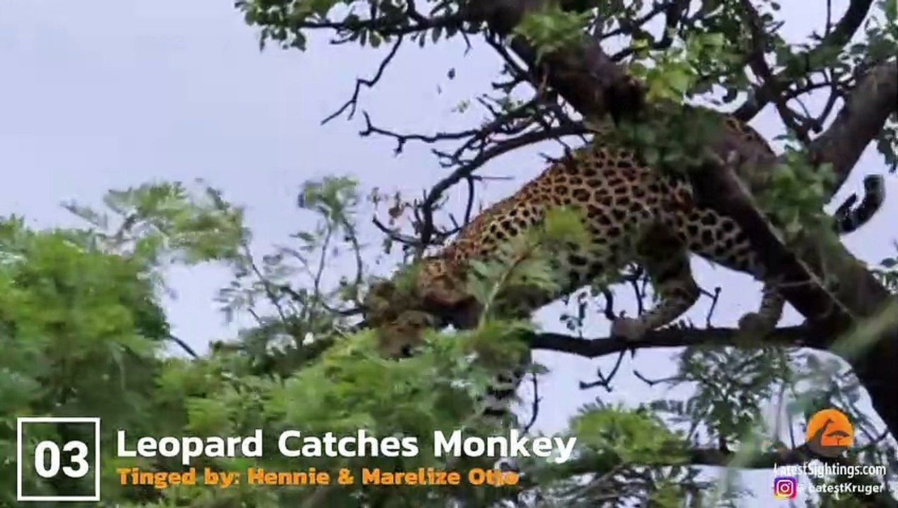 Can 1 Lion Take Down a Giraffe
