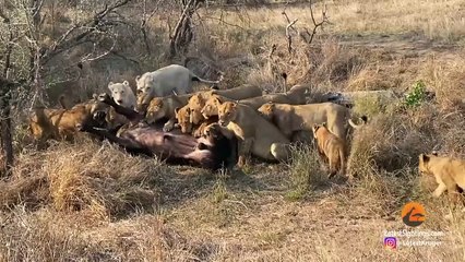 BUFFALO THINKS HE CAN SNEAK PAST 23 LIONS