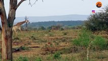 Giraffe Tries To Protect Her Baby From Lions, Hyenas and Jackals