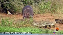 The HIPPOPOTAMUS, The Most Dangerous Animal in Africa   Hippo vs Crocodiles, SHARK & Lions