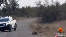 Hyena Tries Hiding from Wild Dogs in Plain Sight