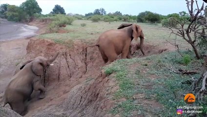 Baby Elephant Stuck on Cliff Gets Helping Hand