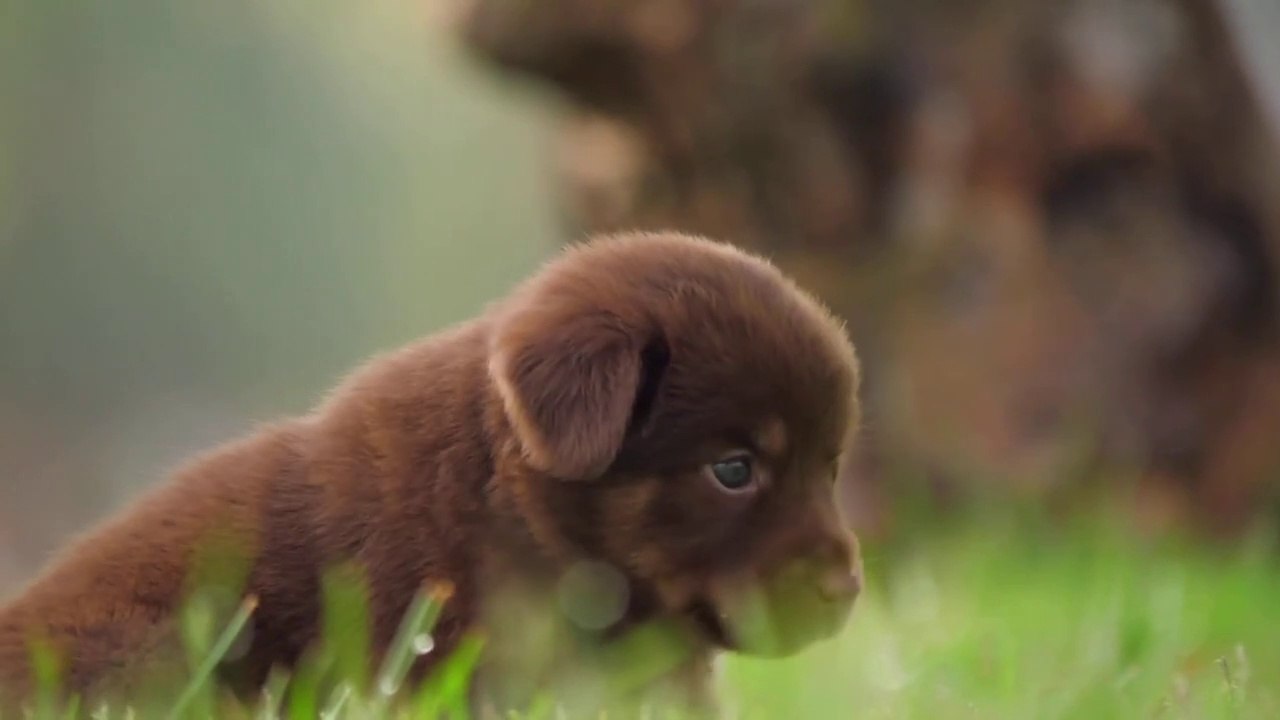Cute Puppy Baby dog Love in Park l l