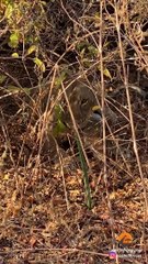 LEOPARD STEALS LION CUB