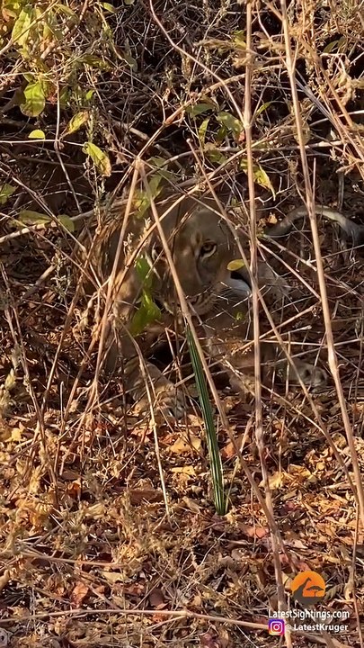 LEOPARD STEALS LION CUB