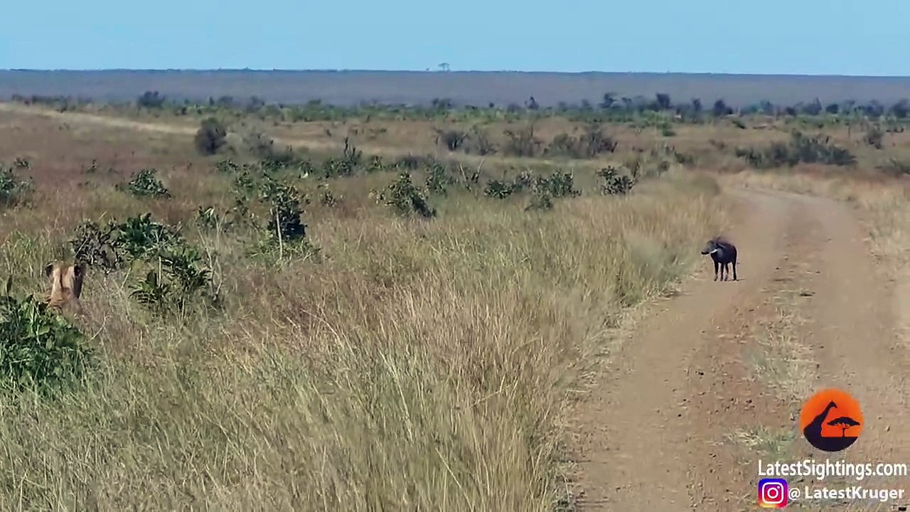 WARTHOG WALKS RIGHT INTO 2 LIONS