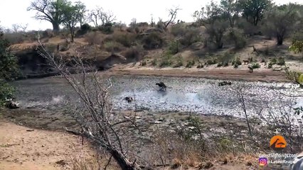 LIONS CATCH 3 BUFFALOES IN STAMPEDE