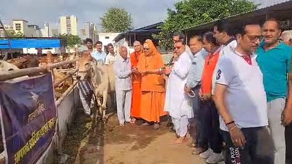 गायों की उतारी आरती, 49 गोवंश को लिया गोद