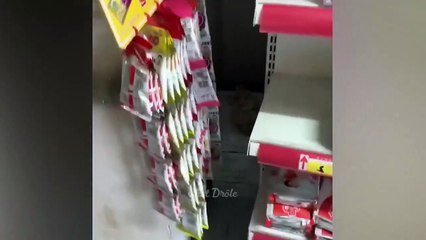 Cute funny cats videos and baby cute cats videos